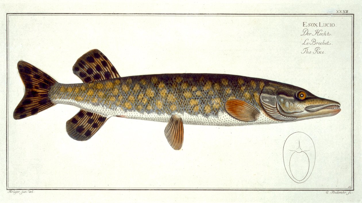 Pike (Esox Lucio), placa XXXII, de &39;Ictiologia, ou história natural geral e particular dos peixes&39;, de Marcus Elieser Bloch (1723-99), gravada por Gabriel Bodenehr (1673-1766), publicada em c de Andreas Ludwig Kruger