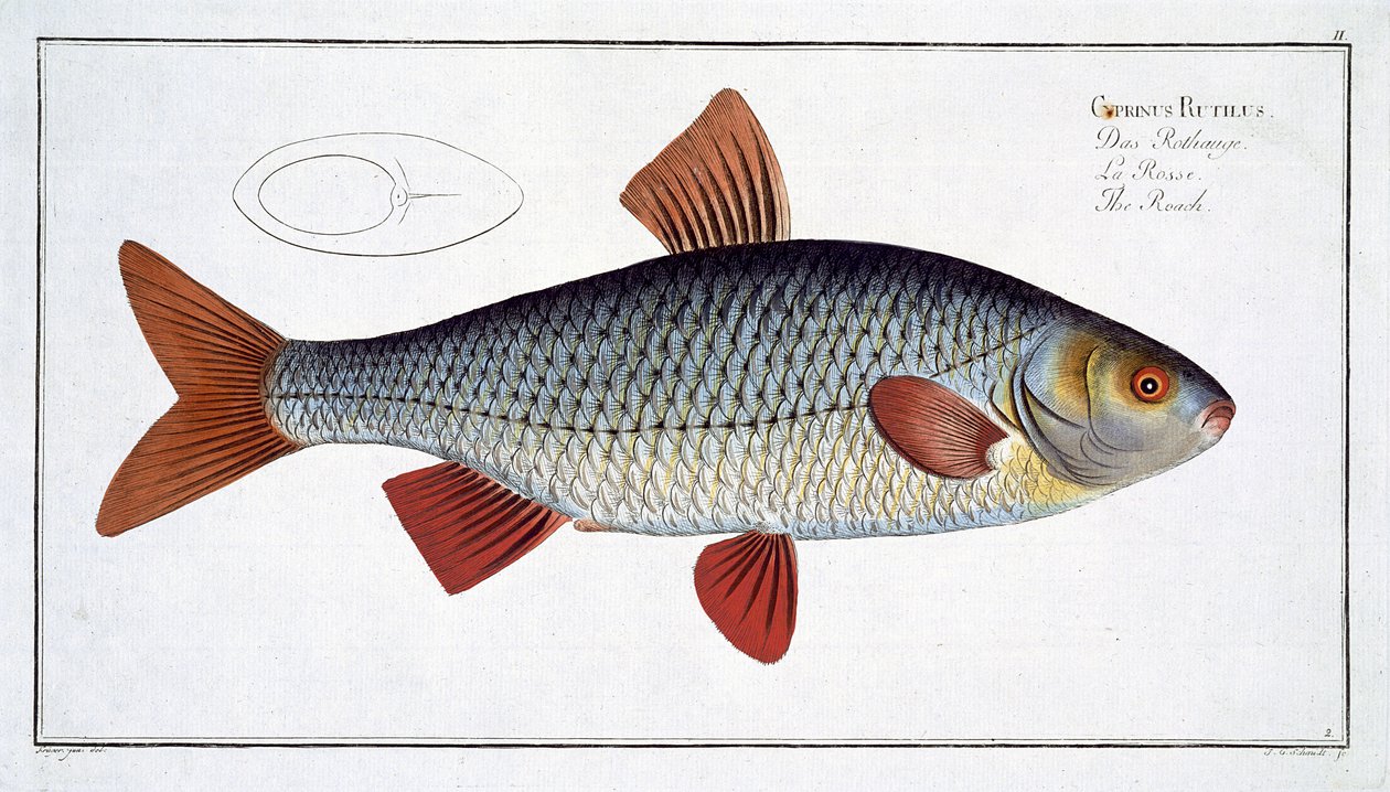 Roach (Cyprinus Rutilis), prato II, de "Ictiologia, ou história natural geral e particular dos peixes", de Marcus Elieser Bloch (1723-99), gravado por Gabriel Bodenehr (1673-1766), publi de Andreas Ludwig Kruger