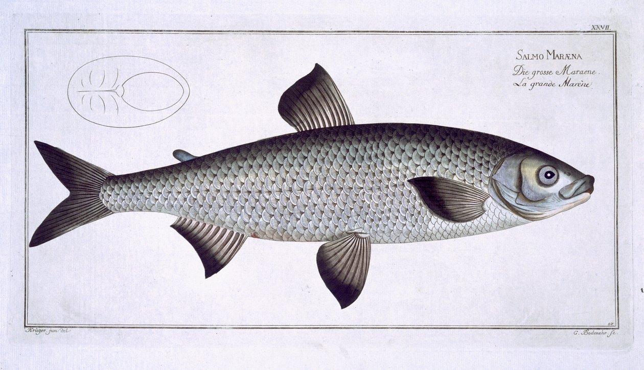Salmão (Salmo Maraena), prato XXVII, de &39;Ictiologia, ou história natural geral e particular dos peixes&39;, de Marcus Elieser Bloch (1723-99), gravado por Gabriel Bodenehr (1673-1766), publicado de Andreas Ludwig Kruger