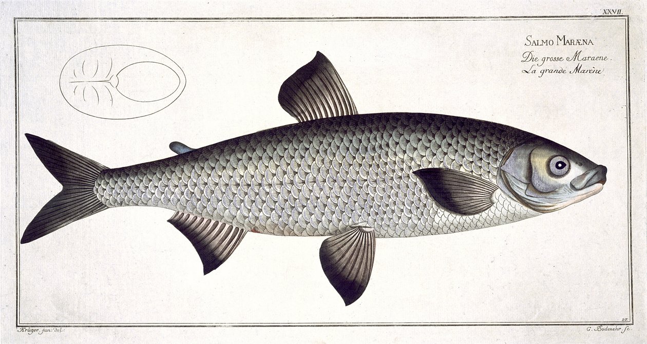 Salmão (Salmo Maraena), prato XXVII, de &39;Ictiologia, ou história natural geral e particular dos peixes&39;, de Marcus Elieser Bloch (1723-99), gravado por Gabriel Bodenehr (1673-1766), publicado de Andreas Ludwig Kruger