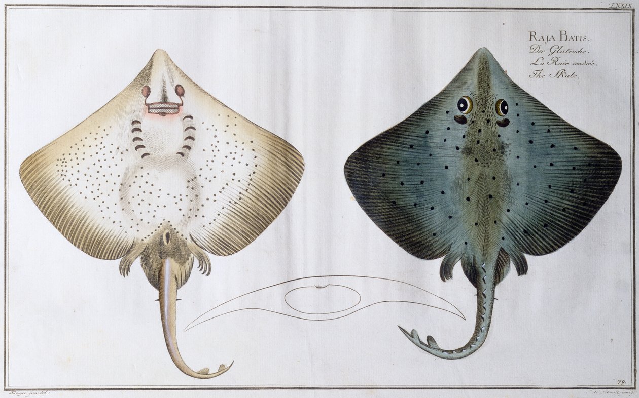 Skate: pub. por preto, c.1790 (impressão) de Andreas Ludwig Kruger