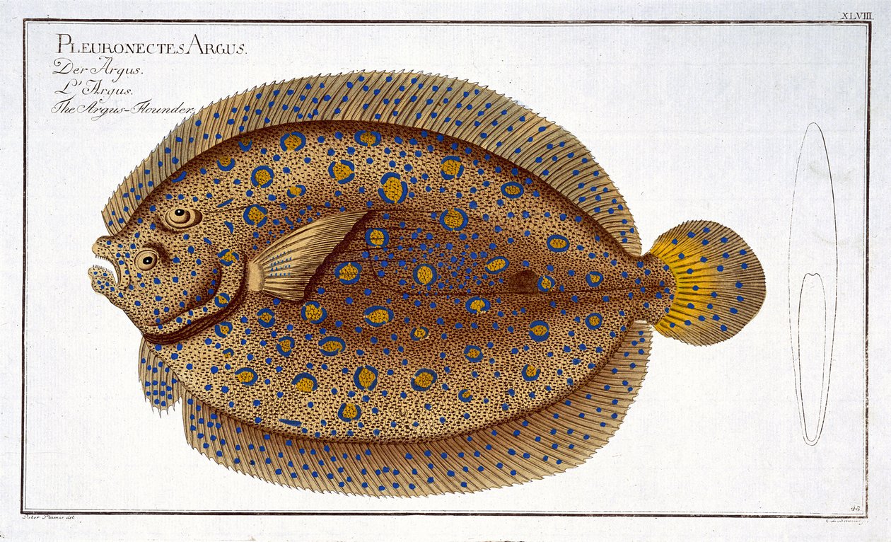 O linguado Argus XLVIII de "Ictiologia, ou a história natural geral e particular dos peixes", por Marcus Elieser Bloch (1723-99), gravado por Gabriel Bodenehr (1) de Andreas Ludwig Kruger