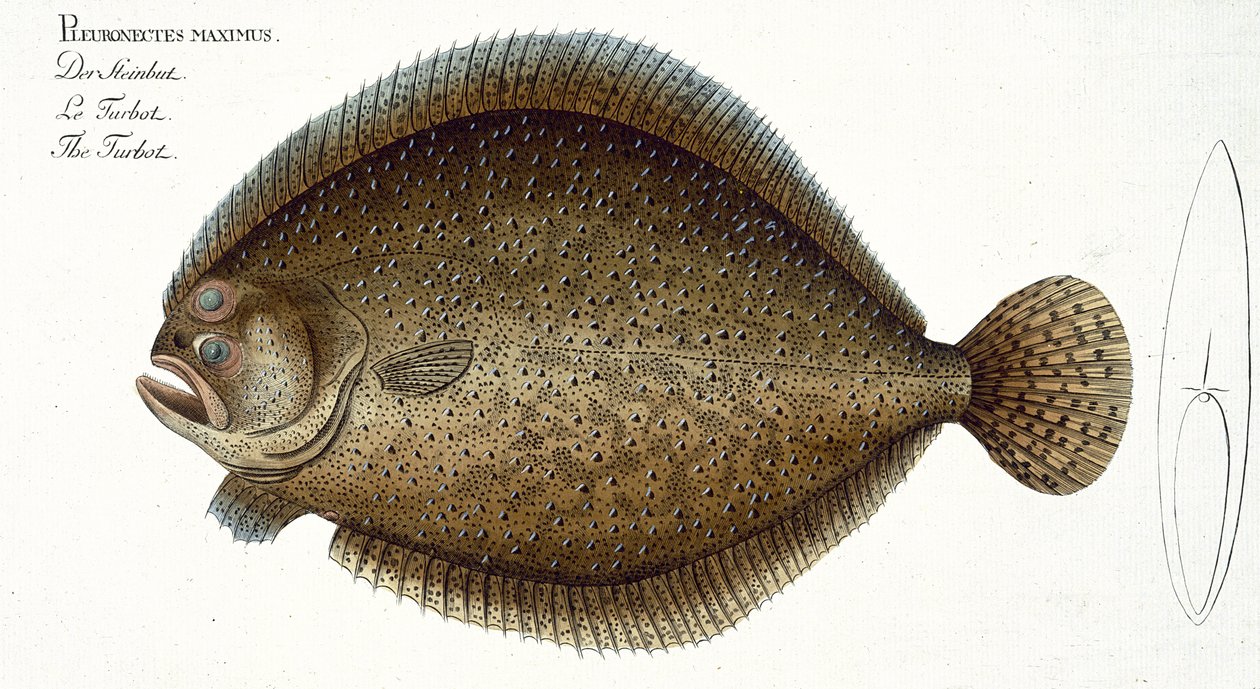 Turbot (Pleuronectes Maximus) XLIX plana de "Ictiologia, ou história natural geral e particular dos peixes", por Marcus Elieser Bloch (1723-99), publicado c.1785-99 de Andreas Ludwig Kruger