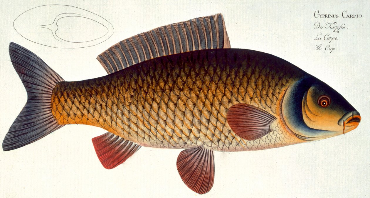 Placa de carpa (Cyprinus Carpio) XVI de "Ictiologia ou história natural geral e particular dos peixes", de Marcus Elieser Bloch (1723-99), gravada por Gabriel Bodenehr (1673-1766), publi de Andreas Ludwig Kruger