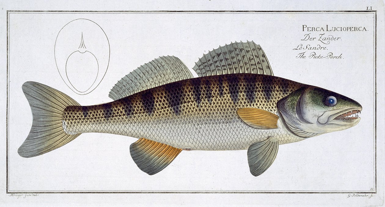Pike-perch (Perca lucioperca) placa LI de &39;Ictiologia, ou história natural geral e particulare peixe&39;, por Marcus Elieser Bloch (1723-99), gravado por Gabriel Bodenehr (1673-1766), pub de Andreas Ludwig Kruger