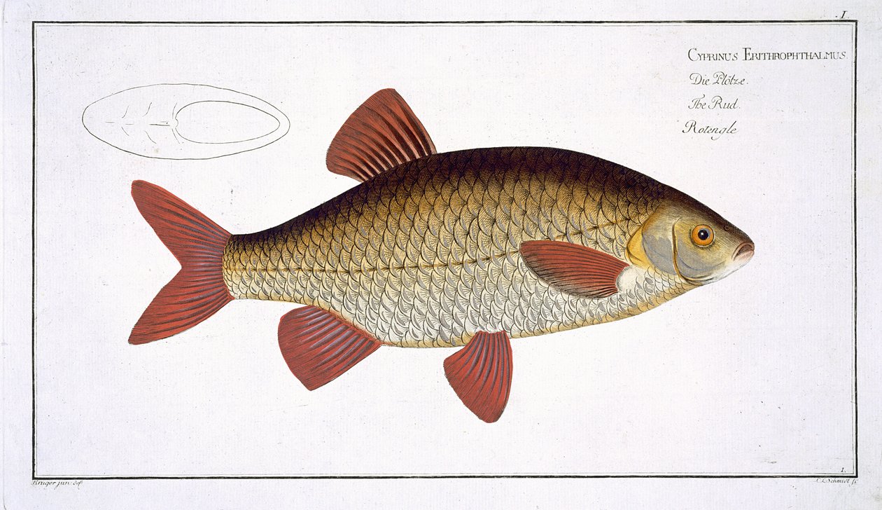 Carpa Vermelha (Cyprinus Erithrophthalmus) Placa I de &39;Ictiologia ou história natural geral e particular dos peixes&39;, por Marcus Elieser Bloch (1723-99), gravada por Gabriel Bodenehr (1673-1766) de Andreas Ludwig Kruger