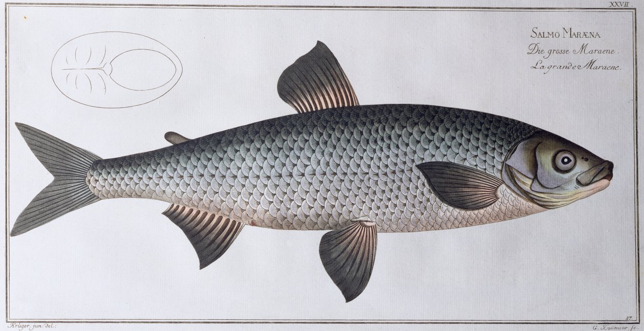 Salmão: pub. por preto, c.1790 (impressão) de Andreas Ludwig Kruger