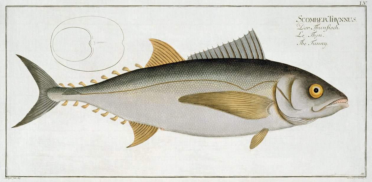 Atum (Scomber Thynnus) plano LV de &39;Ictiologia, ou história natural geral e particular dos peixes&39;, por Marcus Elieser Bloch (1723-99), gravado por Ludwig Schmidt, publicado c.1785-99 (co de Andreas Ludwig Kruger
