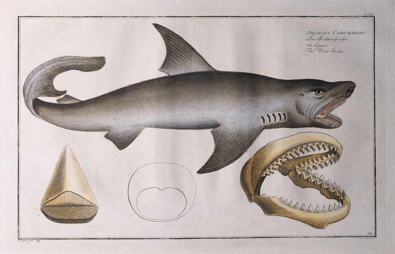 Tubarão Branco: pub. por Black, c.1790 de Andreas Ludwig Kruger
