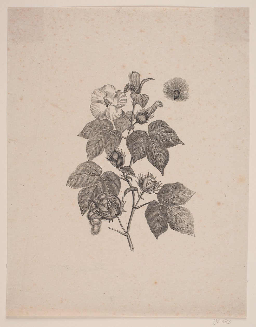 Planta de algodão de Andreas Flinch