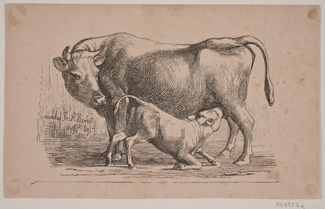A vaca e o bezerro de Andreas Flinch