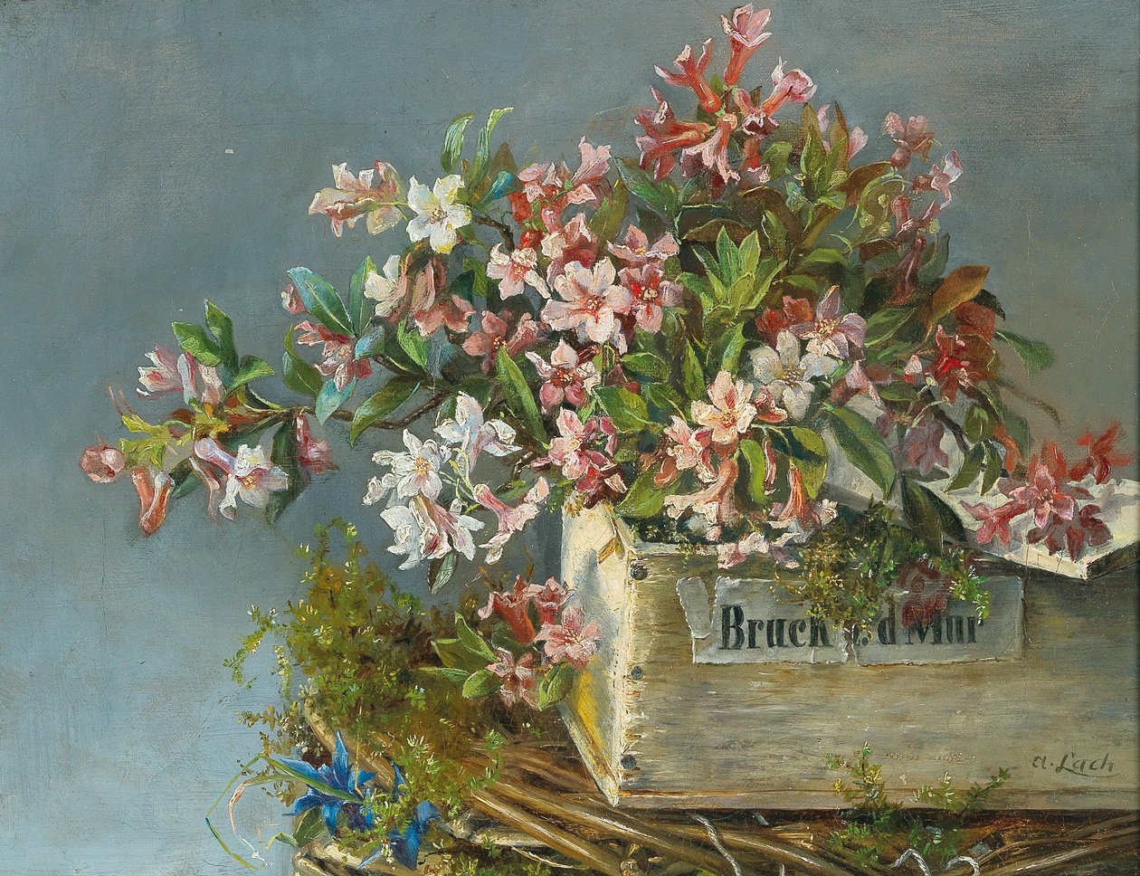 Rosas alpinas numa caixa de janela de Andreas Lach