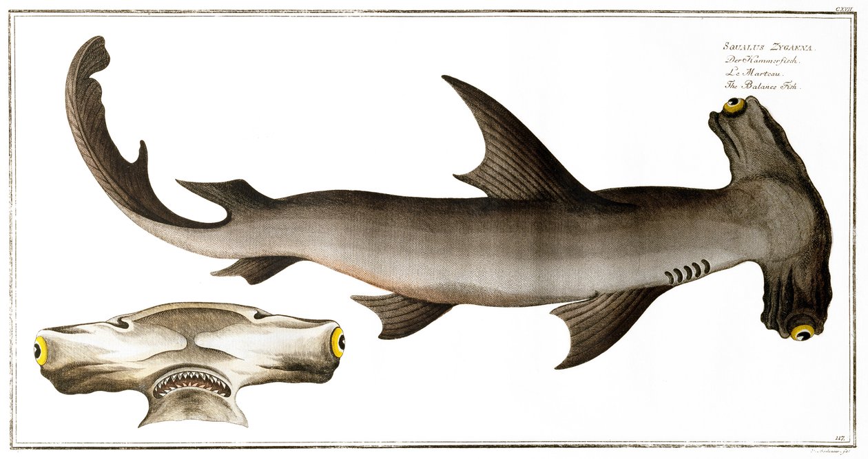 Tubarão-martelo (Balance Fish), publicado por Black, c.1790 (impressão) de Andreas Ludwig Kruger