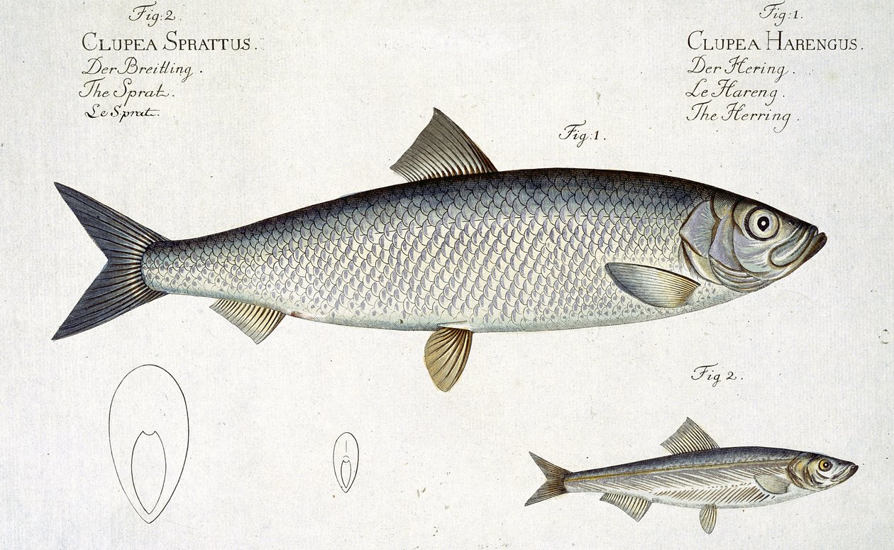 Arenque (Clupea Harengus) (Fig. 1) e Espadilha (Clupea Sprattus) plano XXIX de &39;Ictiologia, ou história natural geral e particular dos peixes&39;, por Marcus Elieser Bloch (1723-99), gravado de Andreas Ludwig Kruger