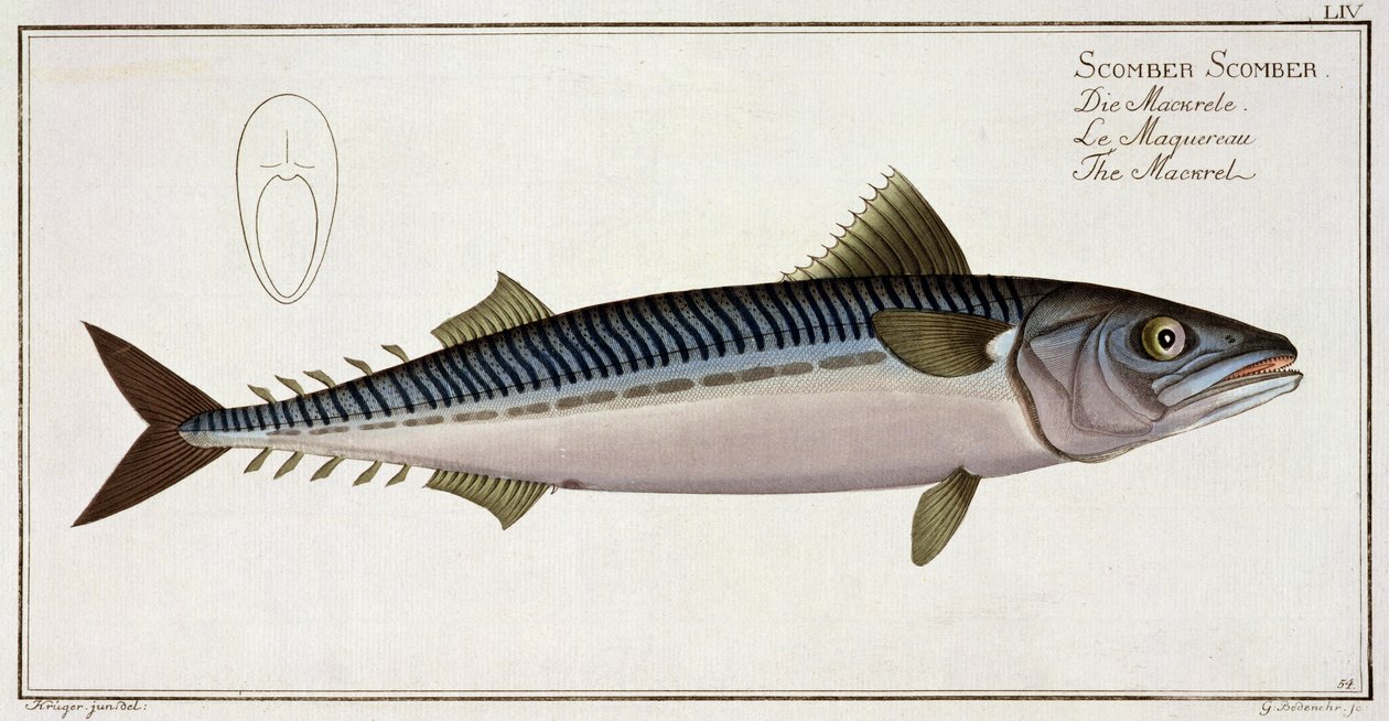 Sarda (Scomber Scomber) plana LIV de "Ictiologia, ou história natural geral e particular dos peixes", por Marcus Elieser Bloch (1723-99), gravado por Gabriel Bodenehr (1673-1766), publ de Andreas Ludwig Kruger