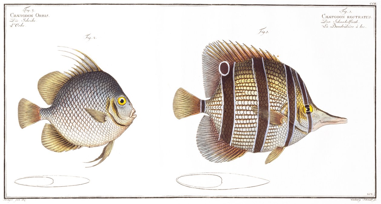 Orb fish: e peixe faturado, publicado pela Black, c.1790 (impressão) de Andreas Ludwig Kruger