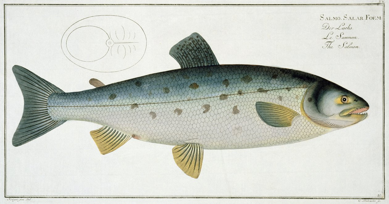 Salmão (Salmo Salar) plano XX de "Ictiologia, ou história natural geral e particular dos peixes", por Marcus Elieser Bloch (1723-99), gravado por Gabriel Bodenehr (1673-1766), publicado em c de Andreas Ludwig Kruger