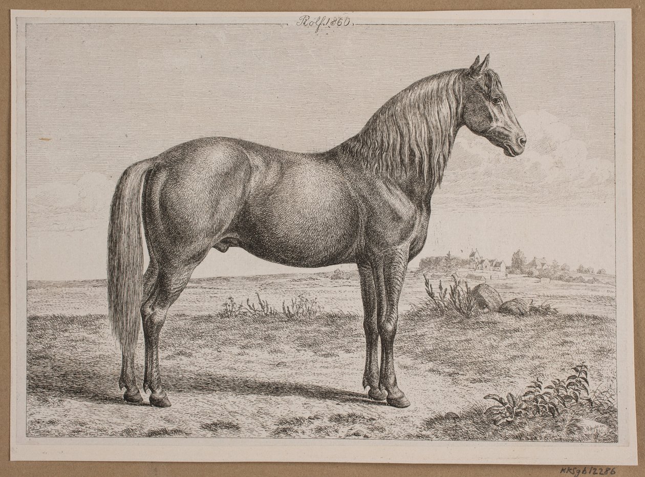 Rolf. Um cavalo no campo de Andreas Peter Madsen