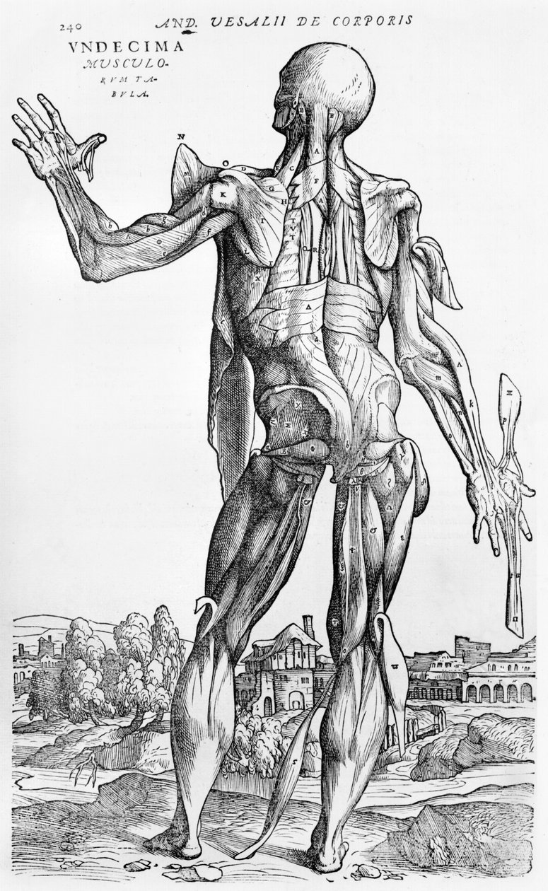 estudo anatômico, de "O Corpo Humano Device" por Andreas Vesalius (1514-1564), Basel, 1543 de Andreas Vesalius