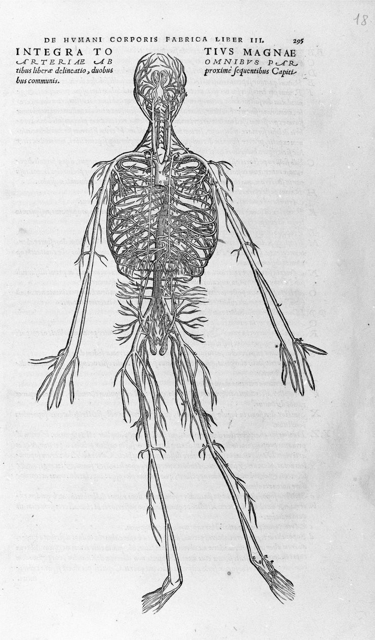 Andrea Vesalio (1514 - 1564), médica de Charles V. "Humani corporis fabrica libri septem", Basileia 1543. de Andreas Vesalius