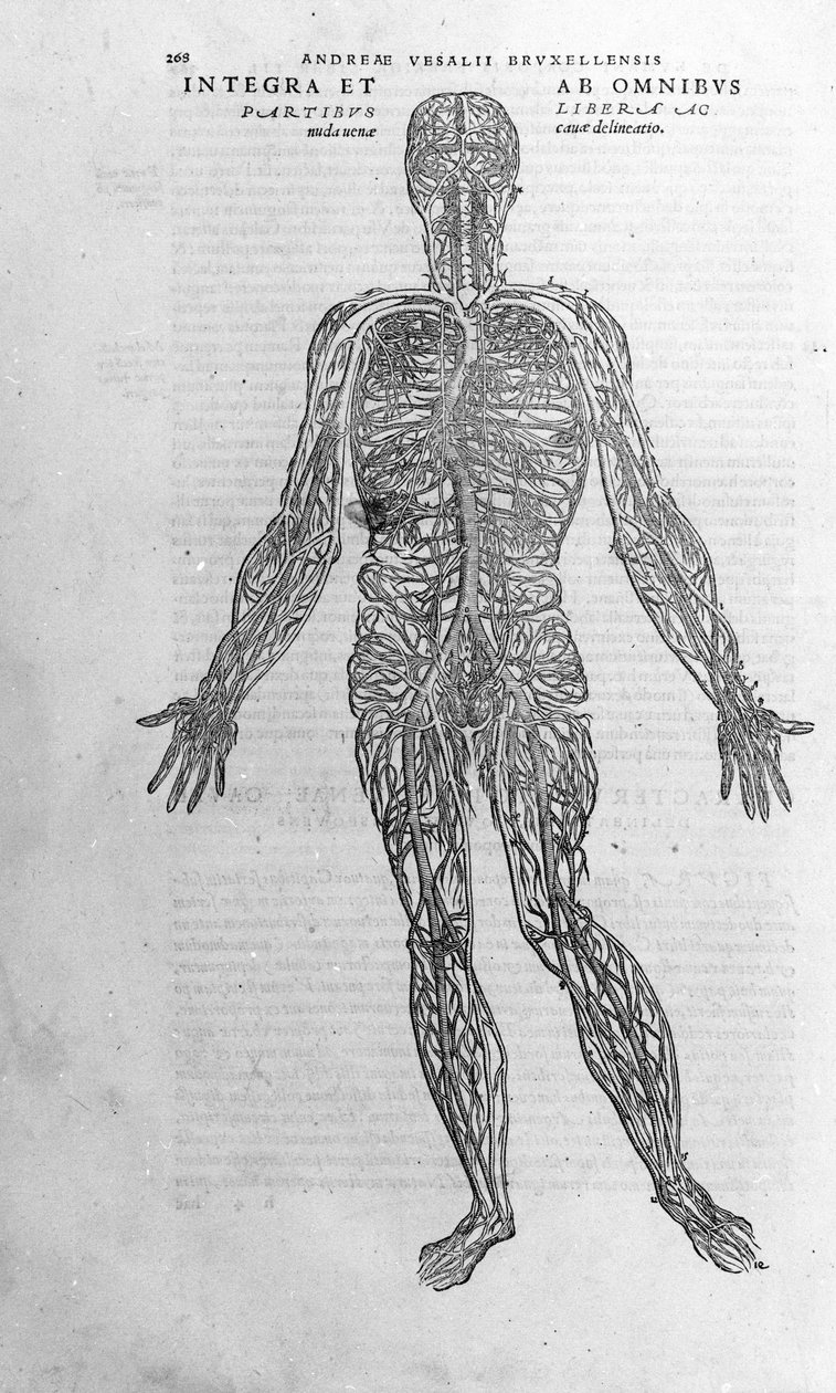 Andrea Vesalio (1514 - 1564), médica de Charles V. "Humani corporis fabrica libri septem", Basileia 1543. de Andreas Vesalius