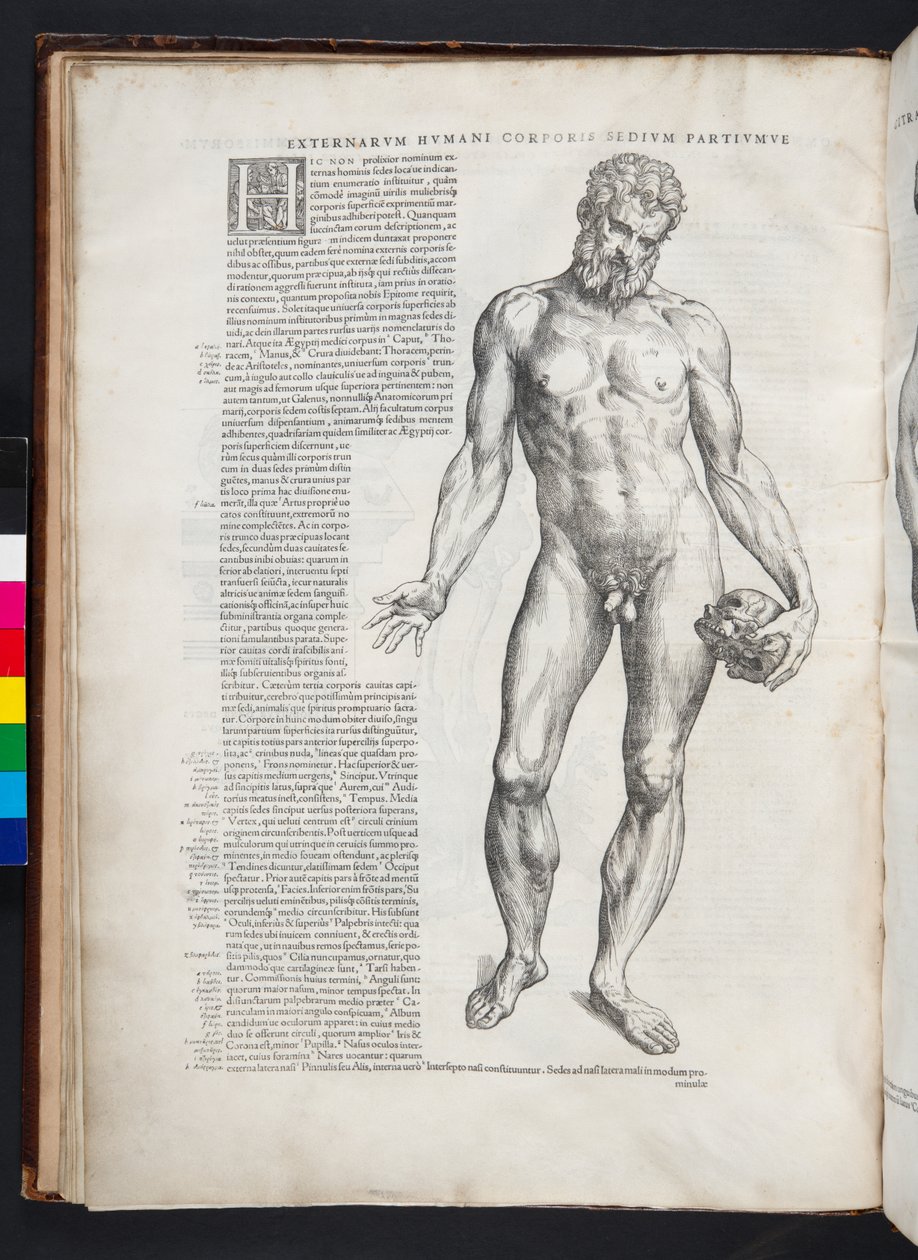 Ilustração Hércules, O Livro Endereço do dispositivo do corpo humano, Basel, 1543 de Andreas Vesalius