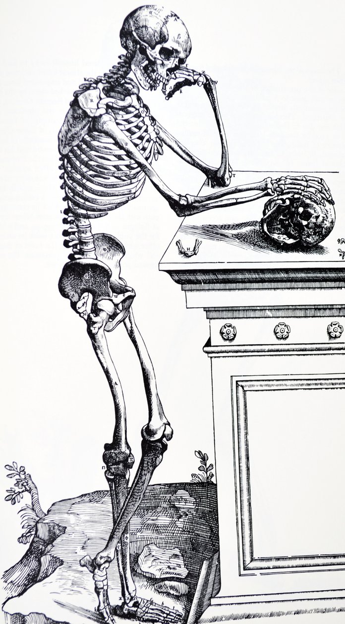 Esqueleto humano com crânio na mão. De "De Humani Corporis Fabrica" de Vesalius. Possível lenhador: Jan von Calcar de Andreas Vesalius