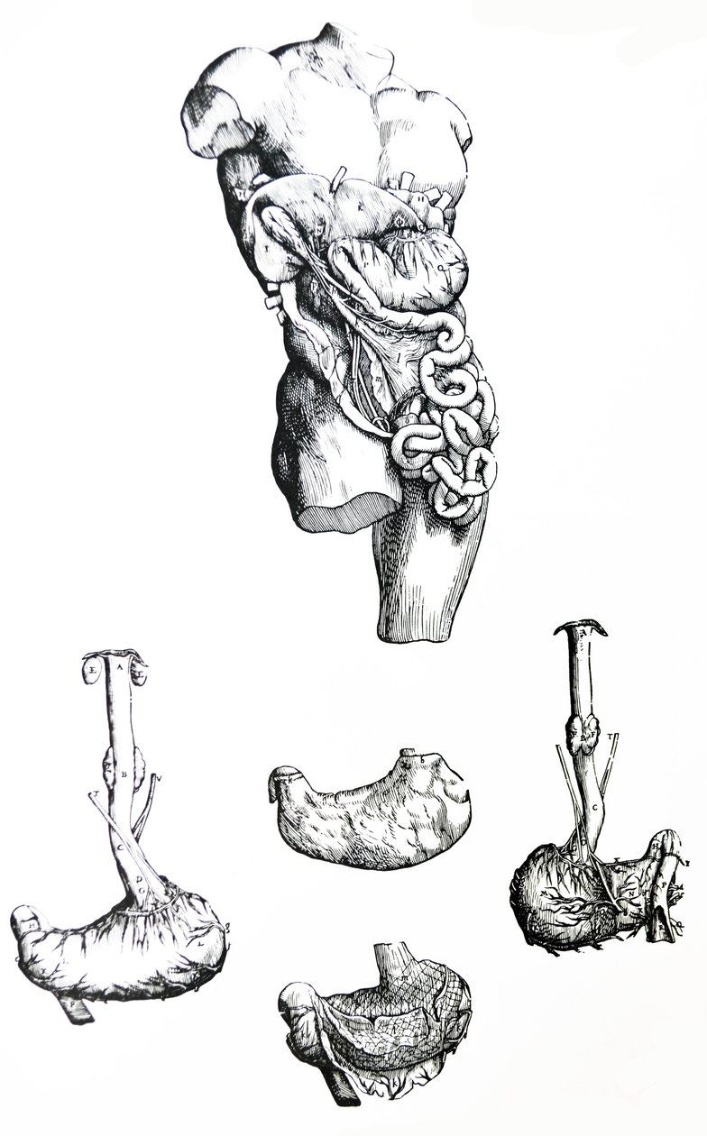 As Placas do Quinto Livro do De Humani Corporis Fabrica de Andreas Vesalius