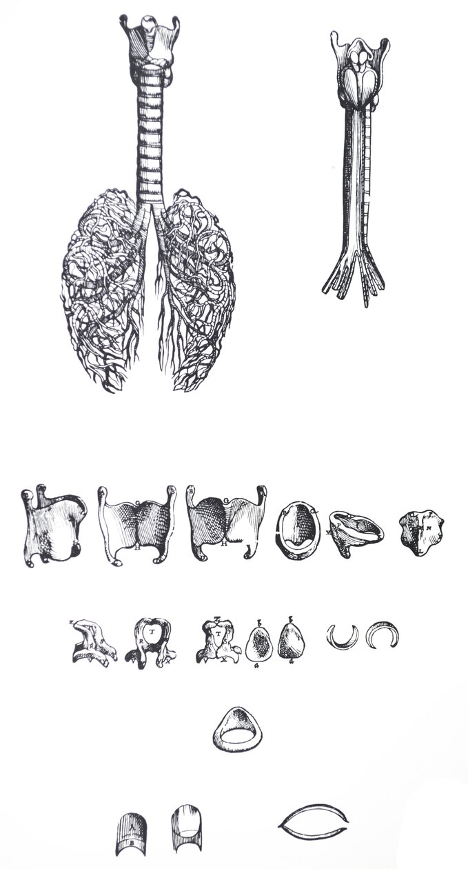 As Placas do Primeiro Livro do De Humani Corporis Fabrica de Andreas Vesalius