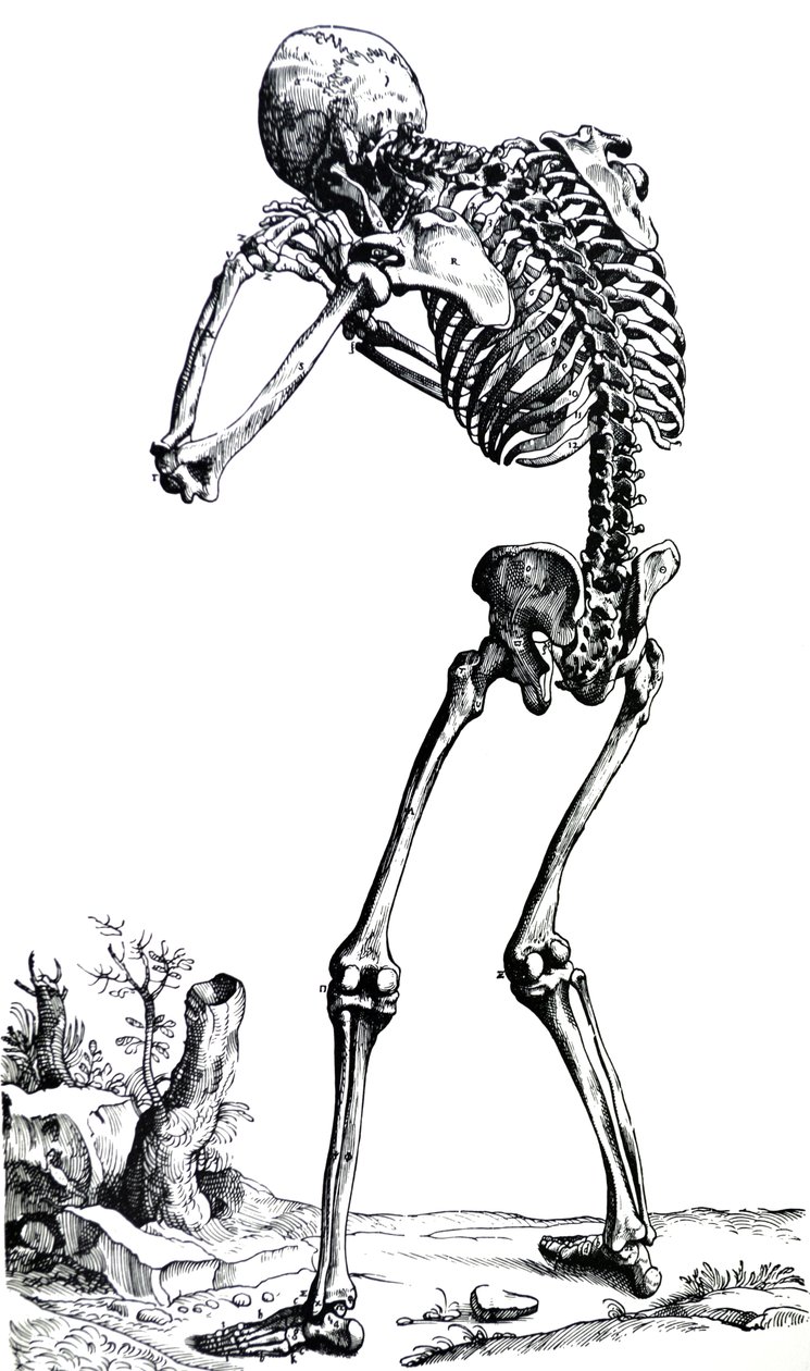 As Placas do Primeiro Livro do De Humani Corporis Fabrica de Andreas Vesalius