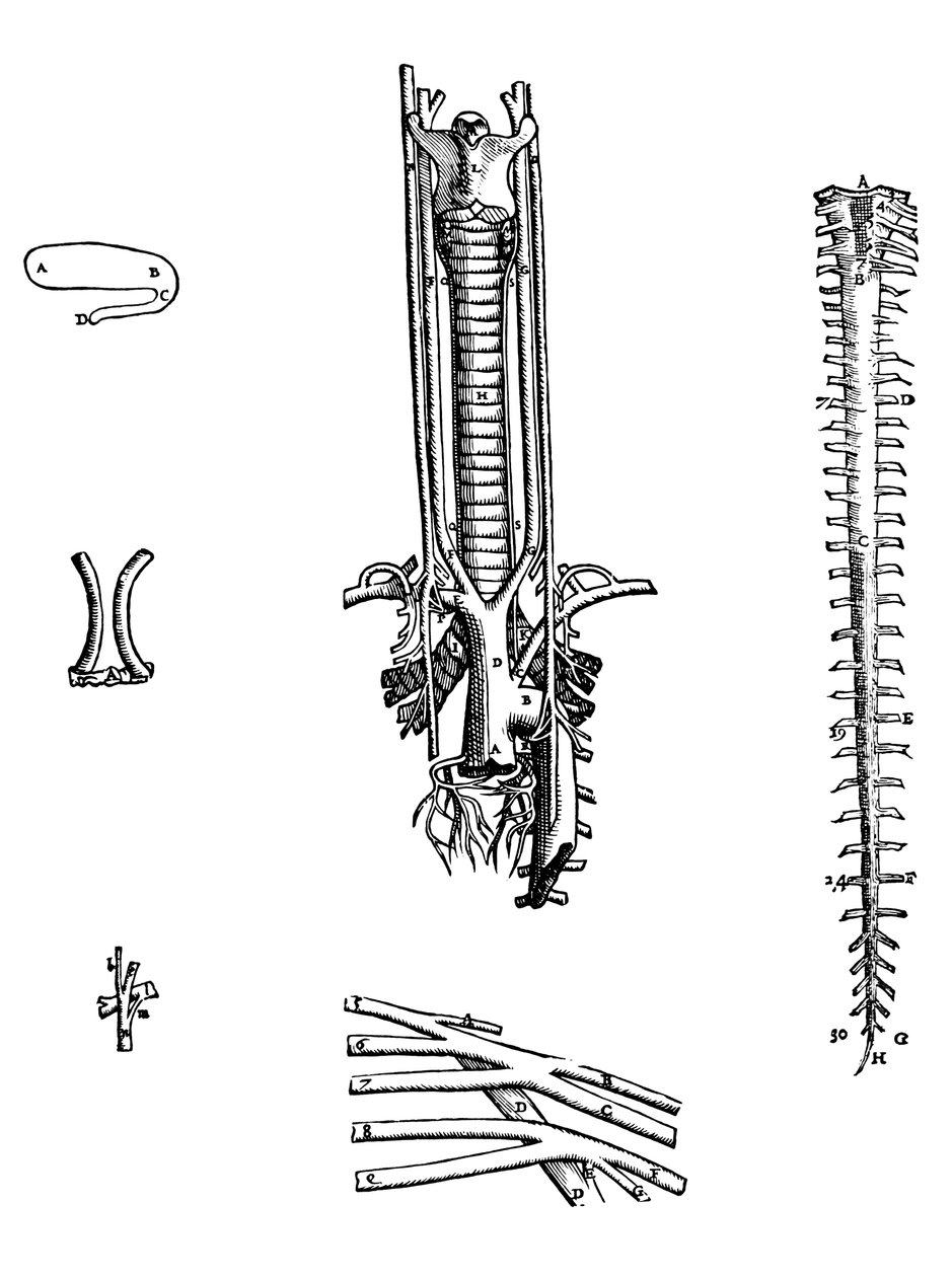 As Placas do Quarto Livro do De Humani Corporis Fabrica de Andreas Vesalius