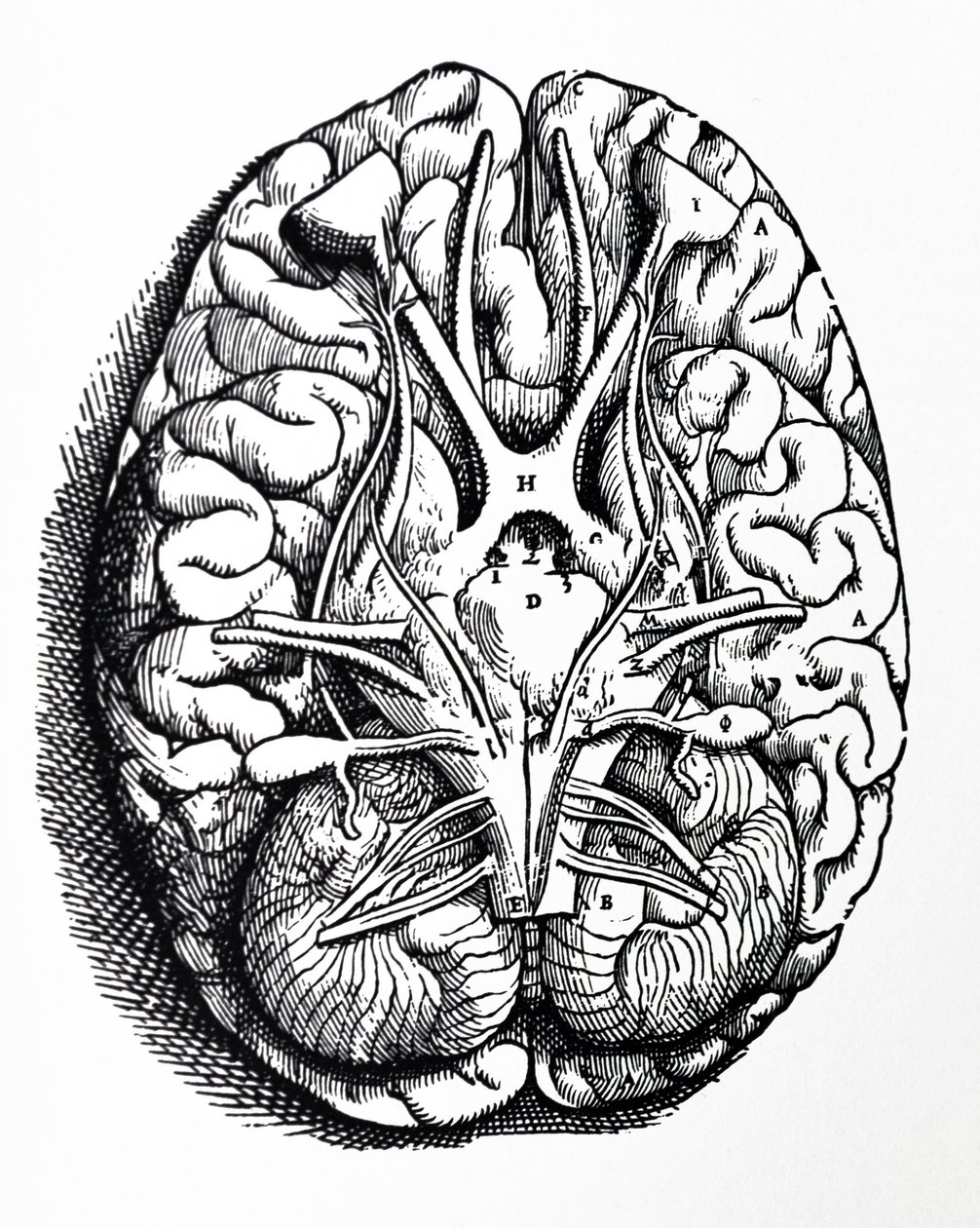 As Placas do Quarto Livro do De Humani Corporis Fabrica de Andreas Vesalius