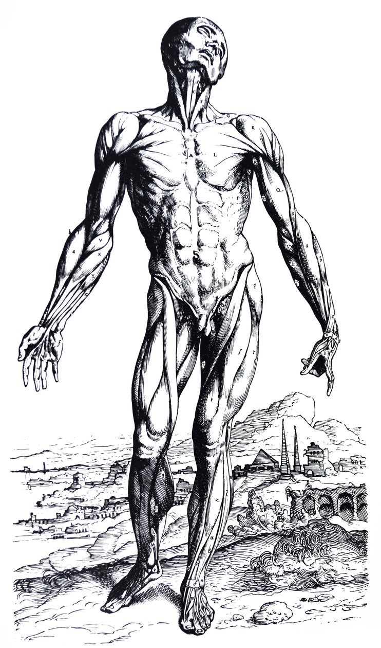 As Placas do Segundo Livro do De Humani Corporis Fabrica de Andreas Vesalius