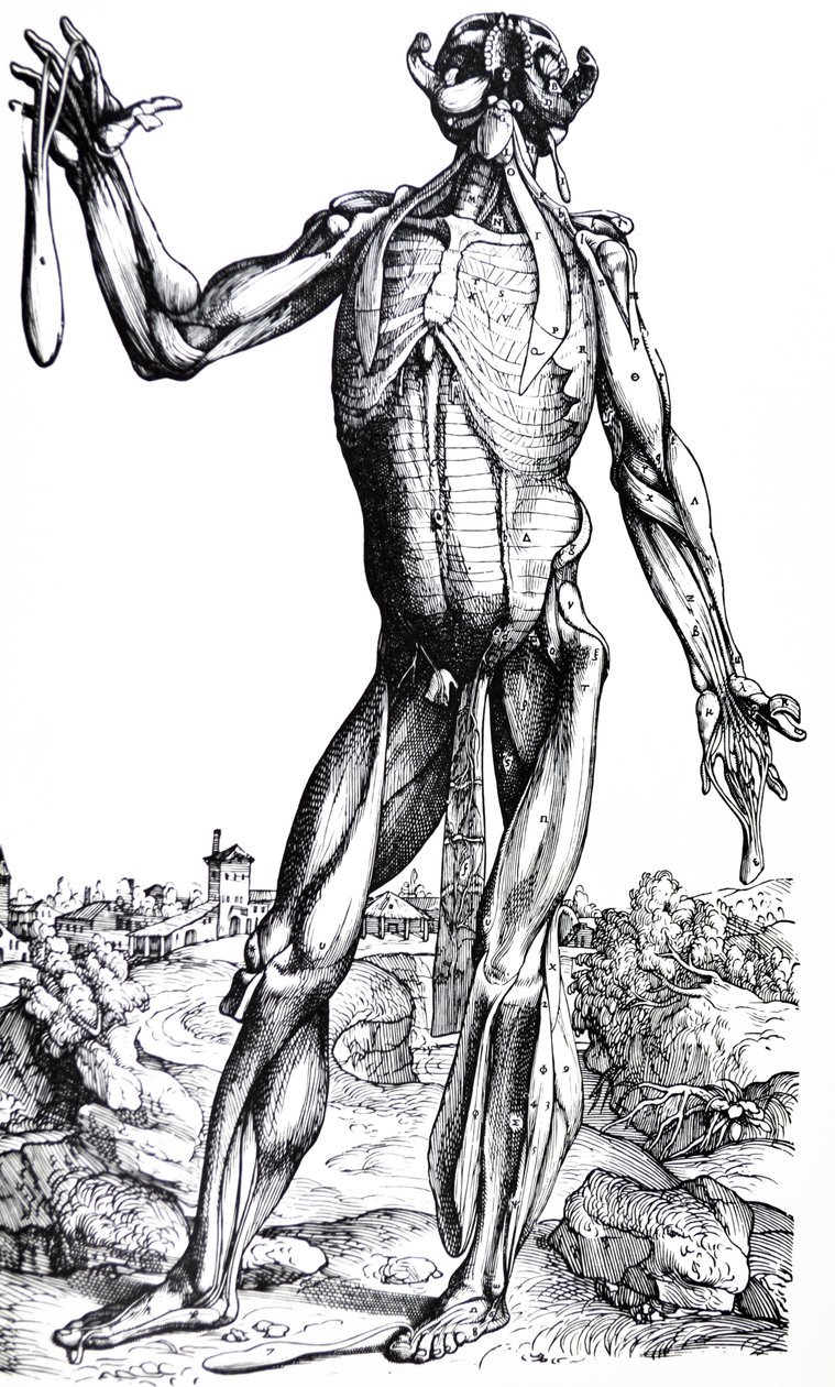 As Placas do Segundo Livro do De Humani Corporis Fabrica de Andreas Vesalius
