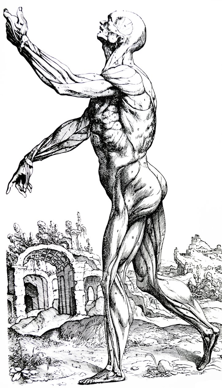 As Placas do Segundo Livro do De Humani Corporis Fabrica de Andreas Vesalius