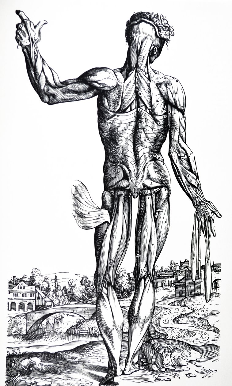 As Placas do Segundo Livro do De Humani Corporis Fabrica de Andreas Vesalius