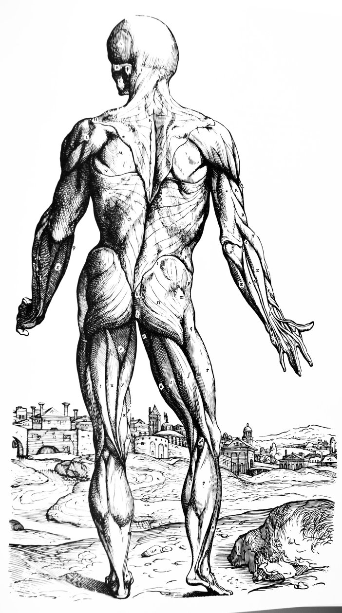 As Placas do Segundo Livro do De Humani Corporis Fabrica de Andreas Vesalius