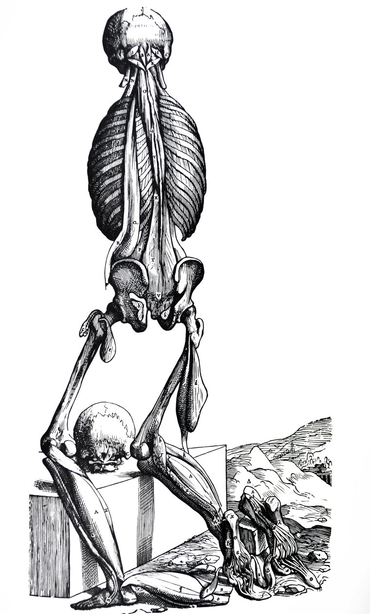 As Placas do Segundo Livro do De Humani Corporis Fabrica de Andreas Vesalius