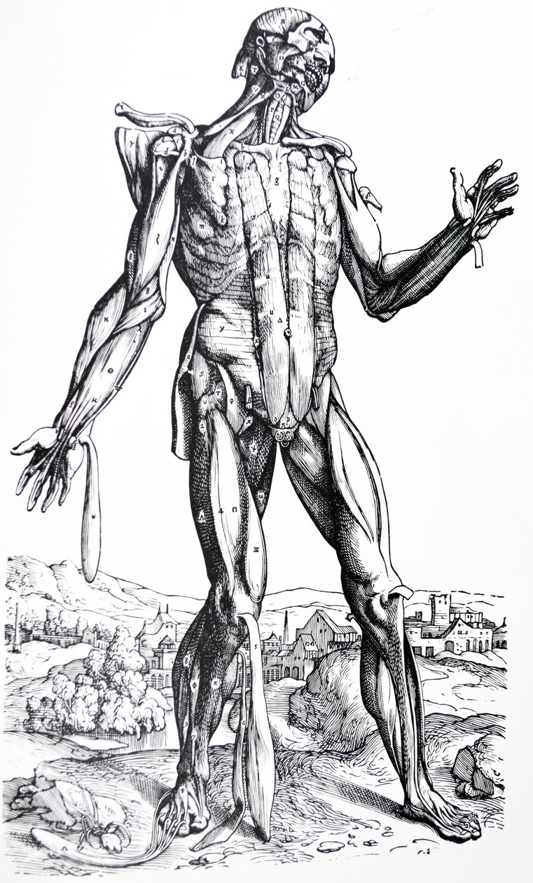 As Placas do Segundo Livro do De Humani Corporis Fabrica de Andreas Vesalius
