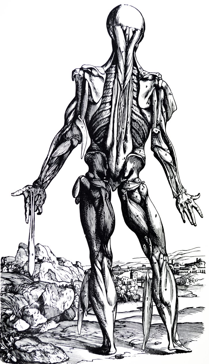 As Placas do Segundo Livro do De Humani Corporis Fabrica de Andreas Vesalius
