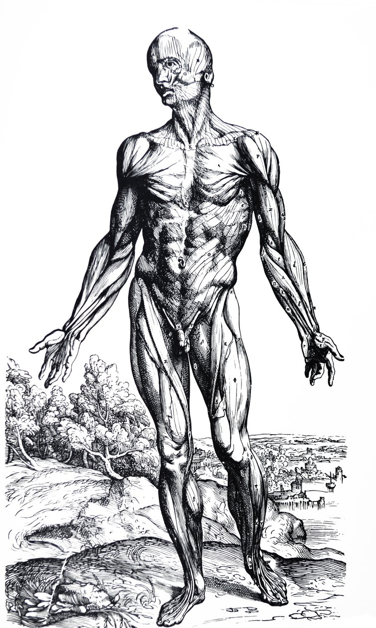 As Placas do Segundo Livro do De Humani Corporis Fabrica de Andreas Vesalius