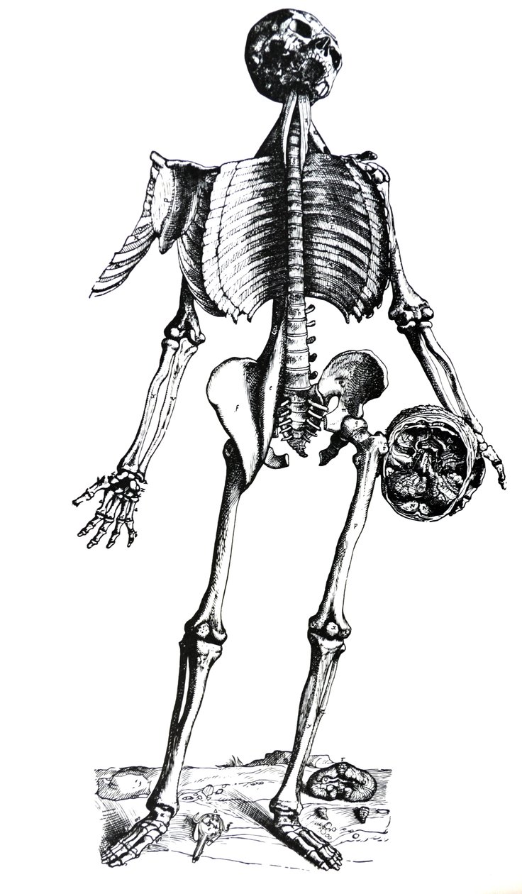 As Placas do Sétimo Livro do De Humani Corporis Fabrica de Andreas Vesalius