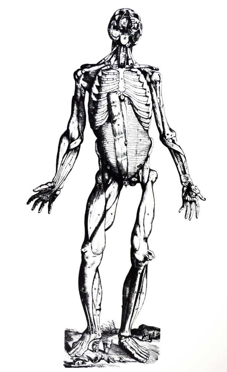 As Placas do Sétimo Livro do De Humani Corporis Fabrica de Andreas Vesalius