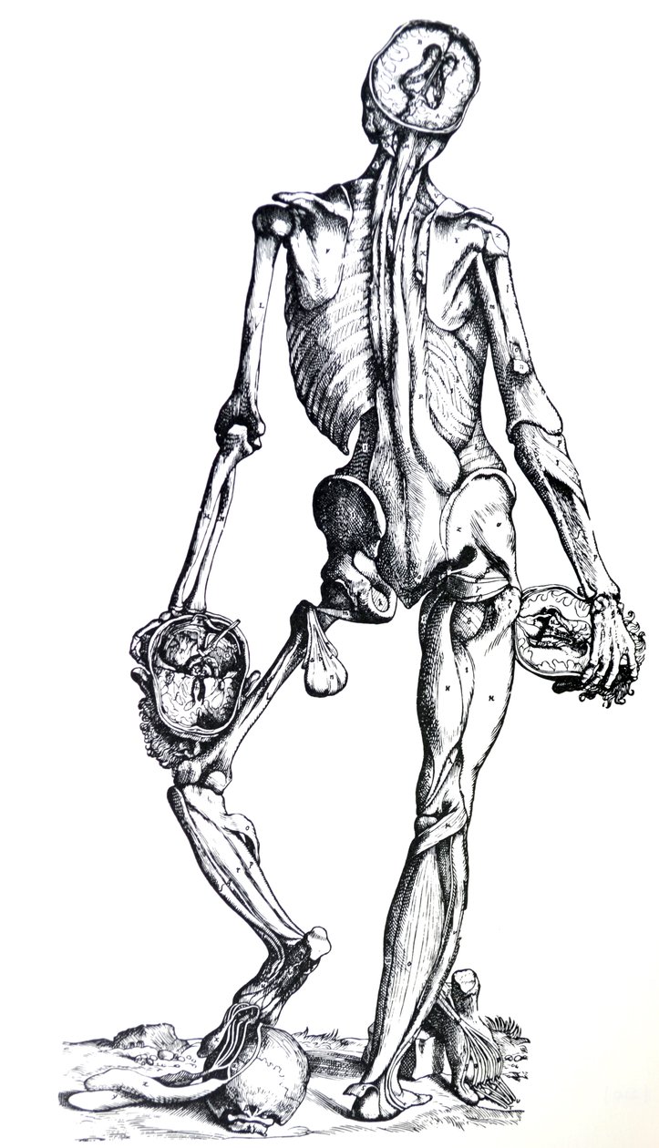 As Placas do Sétimo Livro do De Humani Corporis Fabrica de Andreas Vesalius