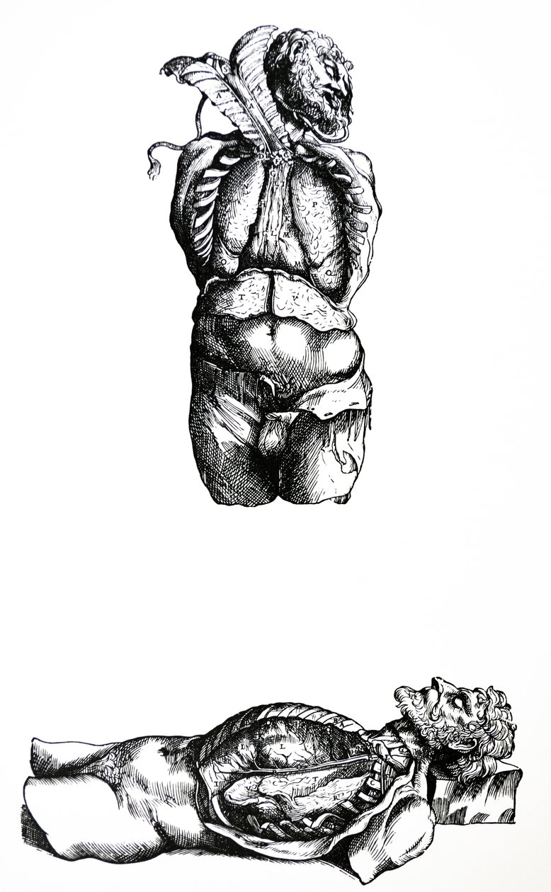 As Placas do Sexto Livro da De Humani Corporis Fabrica de Andreas Vesalius