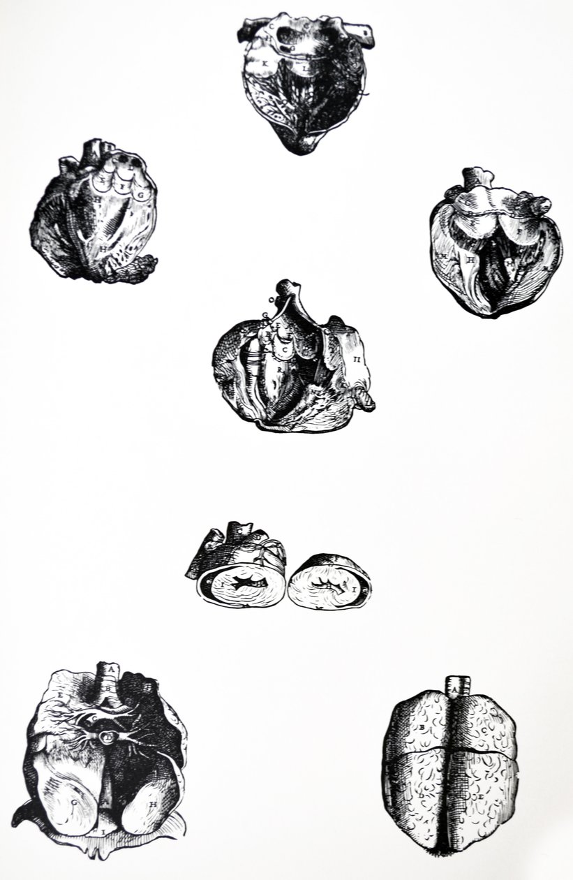 As Placas do Sexto Livro da De Humani Corporis Fabrica de Andreas Vesalius