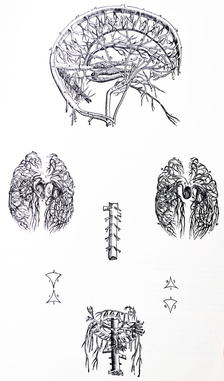 As Placas do Terceiro Livro do De Humani Corporis Fabrica de Andreas Vesalius