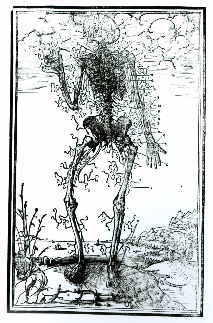 Sistema Vascular do Corpo de Andreas Vesalius