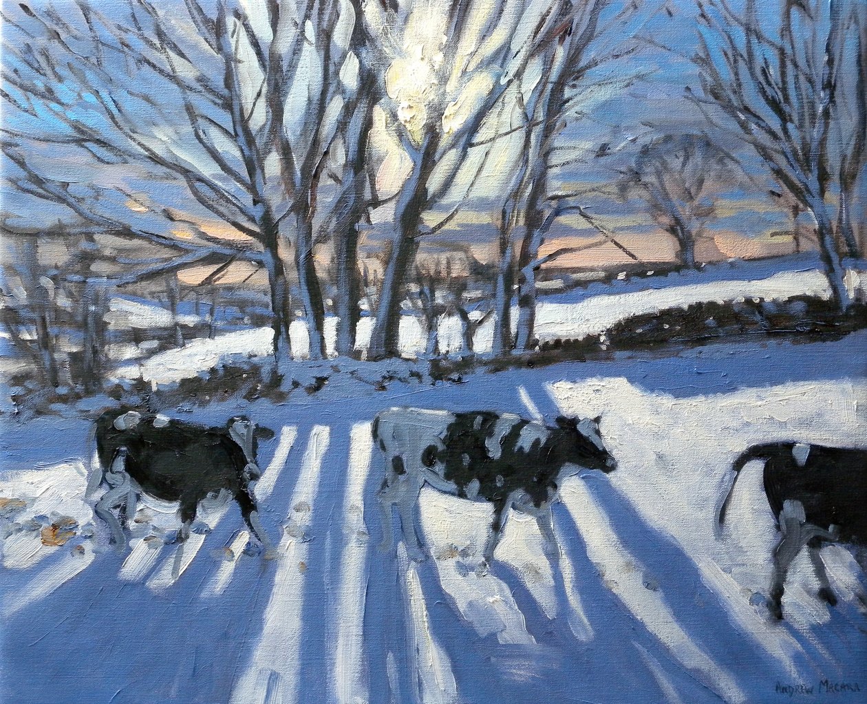 Vacas Frísias, 2009 de Andrew Macara