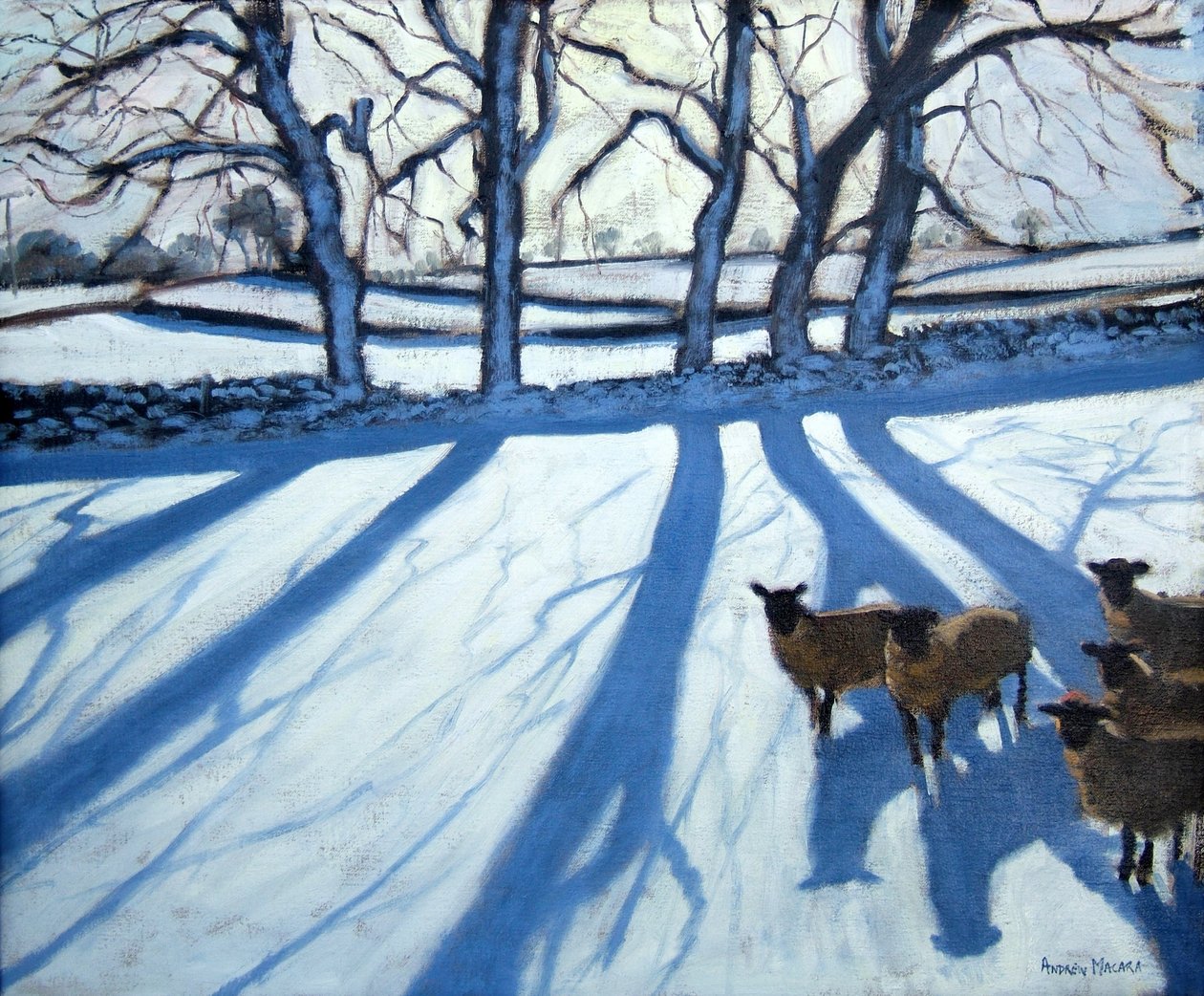 Ovelhas na neve, Derbyshire de Andrew Macara